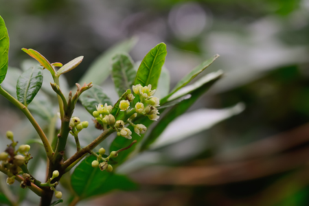 White flowers are in full bloom, but do not fly into it.の写真素材