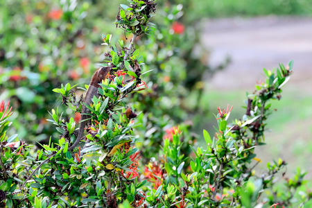 Try to stick with the branches to keep the energy to molt the rest of it out quickly.の写真素材