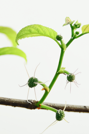 The plant will then bloom once a year, which would bring the soup to a flower.の写真素材