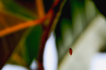 Insect nest on the tree to lay eggs and their young dodge Pat's.の写真素材
