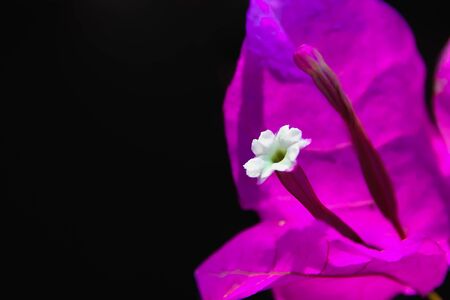 Bougainvillea flowers are not fragrant, but with vibrant colors.