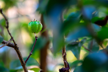 Wild fruits were not ripe to be attached to the branches all the time.の写真素材