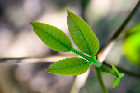 The top of the Santol is coming out. Its leaves have not yet fully unfolded.の写真素材