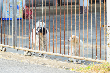 The dog is a good friend of its owner. But it will be fierce with other people who are unfamiliar.の写真素材