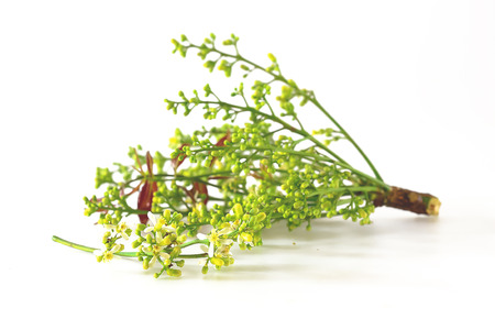 Neem will bloom in the season, which in one year will be the only Thai people to boil and eat with chili.の写真素材