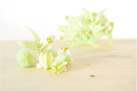 Calotropis giantea is a popular flower is used as a gift for Buddhist monks.の写真素材