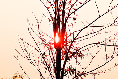 When the sun goes down, the brightness of the light begins to fall, allowing us to see the sun with...