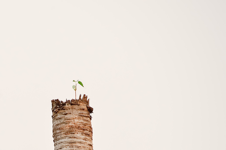 Some trees can grow by living together with different trees.の写真素材