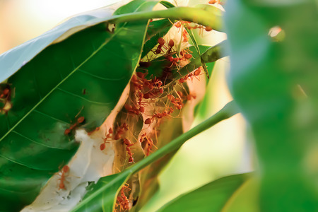 Ants often live together in large groups to help each other and protect the nest.の写真素材