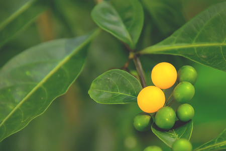 Extending the strains of some plants, it is necessary to take seed.の写真素材