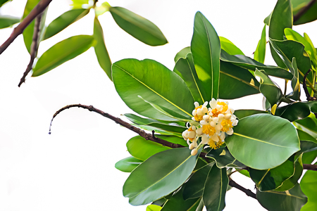 White flowers are in full bloom, but do not fly into it.の写真素材