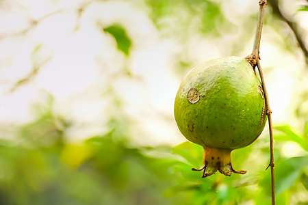 Pomegranate, which is lack of skin care, often has a bite insect.の写真素材