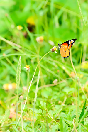 Butterflies are insects that eat flowers from flowers.の写真素材