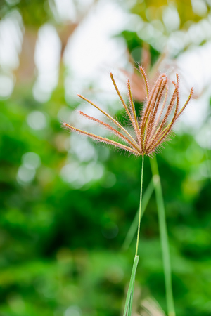 The grass blooms and blooms to lure insects into the food, which can be mixed with other pollen.の写真素材