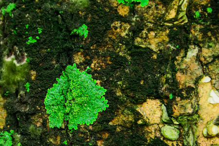 Lichens are plants that are small, usually based on tree bark or rock surfaces with moisture.