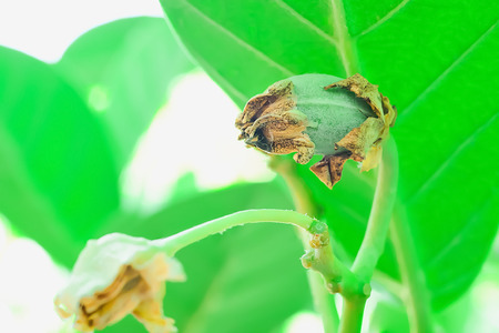 After the flower has been pollinated, the calyx will gradually dry and the ovaries will expand to a larger size so that the petals can be pulled out of the ovary.の写真素材