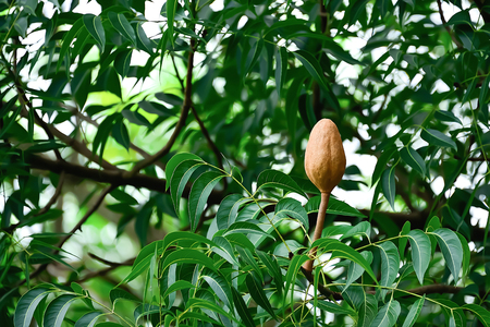 The mahogany has a thick brown shell inside with a lot of seeds.の写真素材