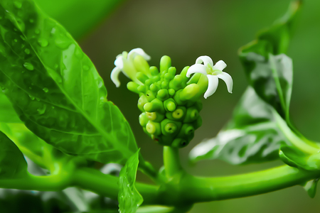 Yo flowering and fruit throughout the year. Its small white flowers.の写真素材
