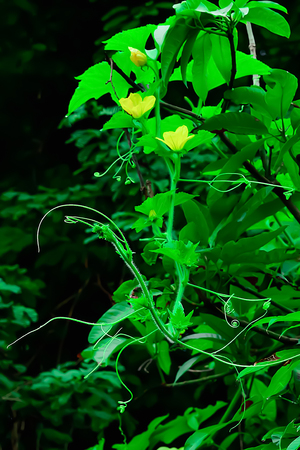 Green blooms are flowering, which is the pollen of the female pollen is not pollinated, so it does...