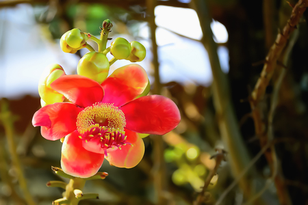 Salad flower is a very beautiful color but no odor.の写真素材