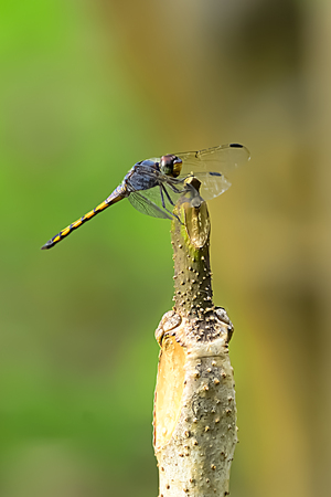 Dragonfly is caught on the end of a branch to rest.の写真素材
