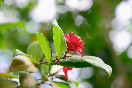 Red gooseberry is another herb that is popularly eaten.