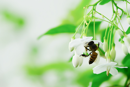 The bee is lurking in the petals of the moss, so that its mouth can be collected.の写真素材