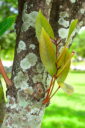 New leaves are not leaf expansion, so it is not out flowers or leaves anyway.の写真素材