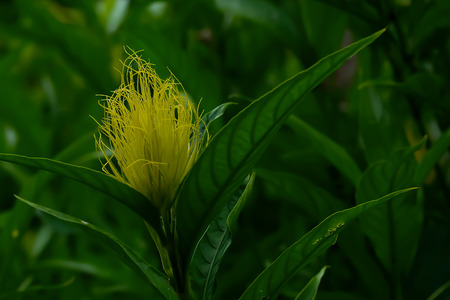 Safflower is a popular herb in the use of brew to reduce blood pressure.