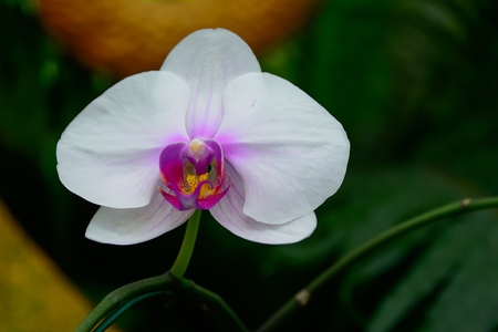 Orchids with expanded petals resemble birds that are flying.の写真素材
