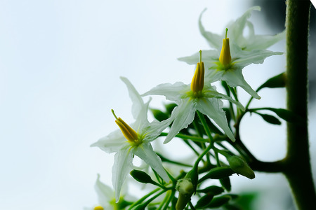The flowers of the eggplant are in the same bouquet, but at the time it will not bloom at the same time.の写真素材