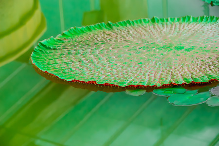 The leaves of the lotus flowerの写真素材