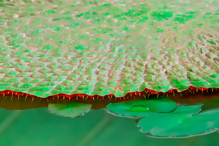 The leaves of the lotus flowerの写真素材