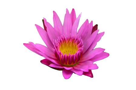 Lotus is an ornamental plant that is odorless, but has a beautiful color.の写真素材