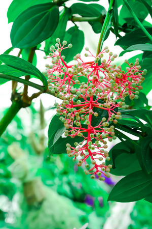 Wild fruits were not ripe to be attached to the branches all the time.の写真素材