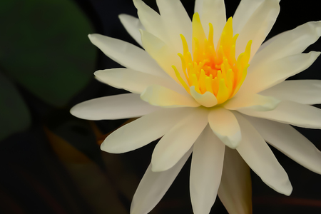 The pollen of the lotus flower is more vibrant than petals to attract flies.の写真素材