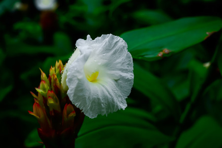 White flowers blooming flower stand is only holds a single flower.の写真素材