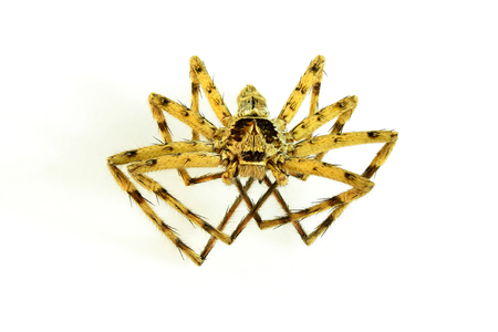 Spiders are poisonous insects that are very poisonous when biting people can cause death.