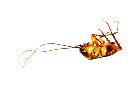Cockroaches are the insects that bring germs to people easily because it sneaks into the cooking...