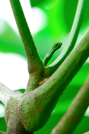 If you notice the peak of the pea, it will be similar to the hands of people.の写真素材