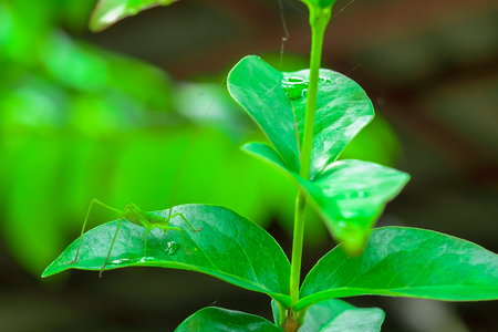 Grasshoppers are caught on the leaves with water drops.の写真素材