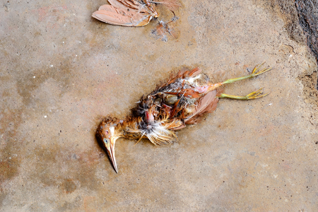 Dead birds have been eaten by some animals until their wings and some flesh disappear until they can see their internal organs.の写真素材