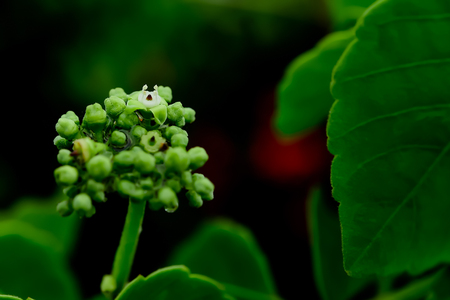 The pollen of all kinds of flowers is usually unique.の写真素材