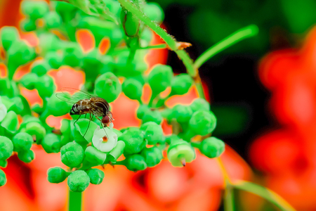 A fly is on the green branch.の写真素材