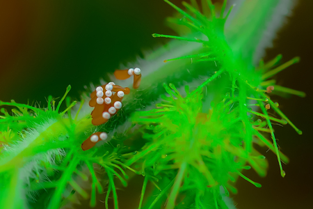 The insects placed their objects on the tree tops. When their children came out of the egg, their children would have food to eat.の写真素材