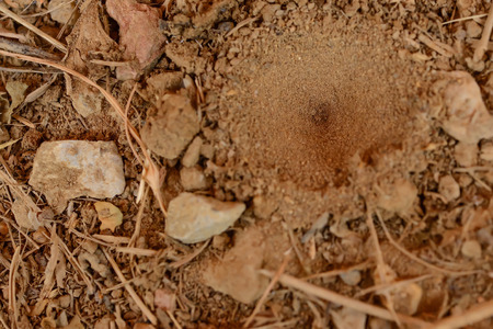 The elephant insect created its trap by digging a hole and hiding himself under the ground to wait for its victim to fall into the hole. So it will leave the hiding place to eat its preyの写真素材
