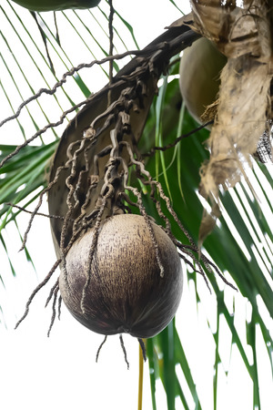 Coconut is a plant that can be used in many ways, from leaves to stems. The fruit can be made into many kinds of savory and sweet food.の写真素材