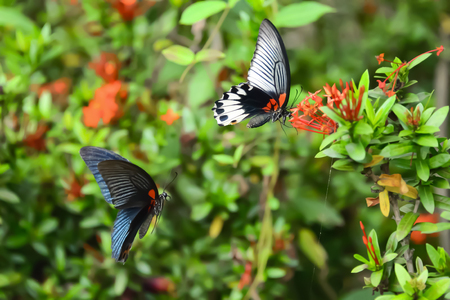 Two butterflies are flying together to eat the sweet water of flowers.の写真素材
