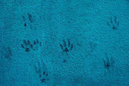 The footprint of the cat that arose as it jumped and scrambled on the ridge of the wall with the...
