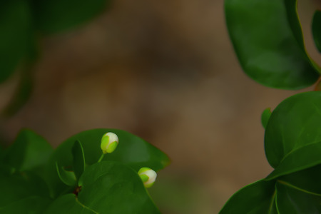 The red gooseberry flower will bloom according to the bud of the petiole, which will become a single...